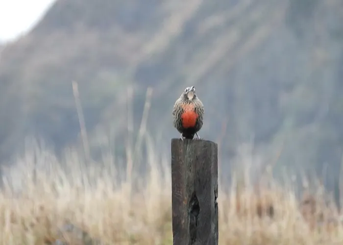 Domo Carpe Diem Patagonia